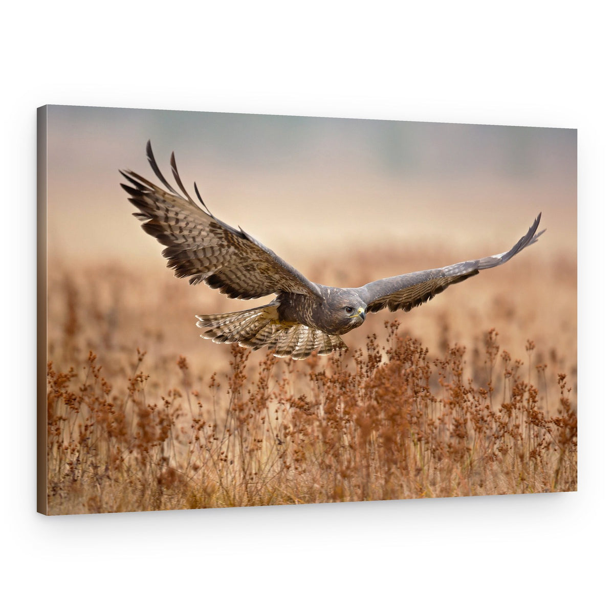 Majestic Hawk In Flight – Canvas Print