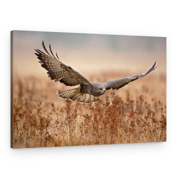 Majestic Hawk In Flight – Canvas Print