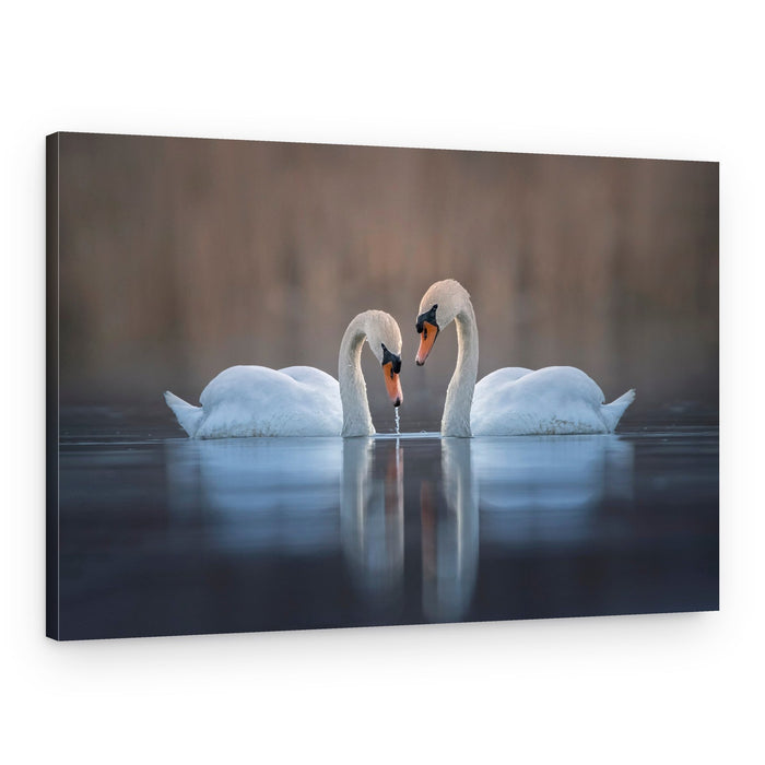 Swan Couple Reflections – Canvas Print