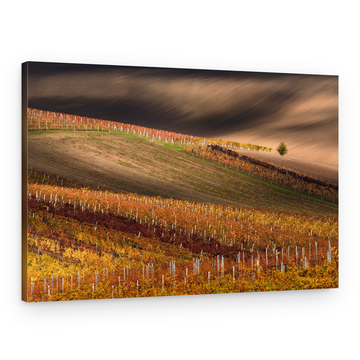 Rolling Autumn Vineyards – Canvas Print