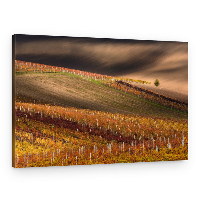 Rolling Autumn Vineyards – Canvas Print