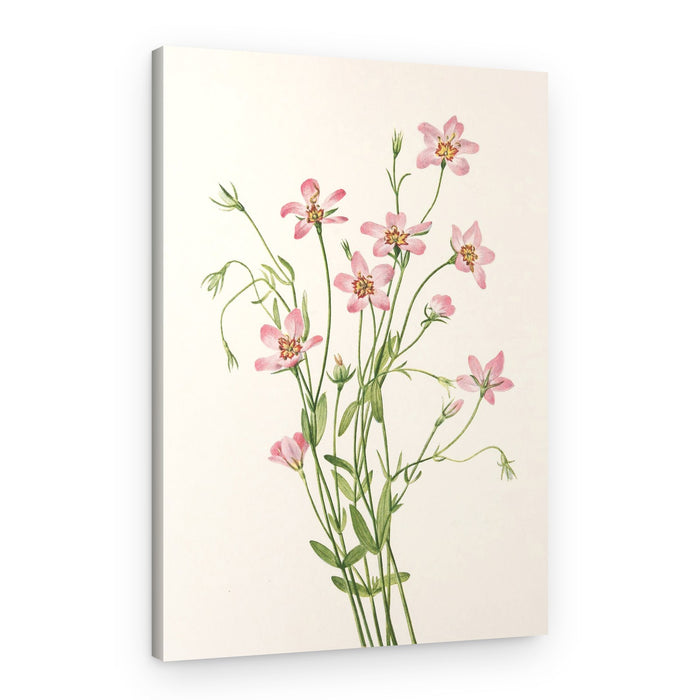 Saltmarsh Rose Gentian From North American Wildflowers (1925) By Mary Vaux Walcott – Canvas Print