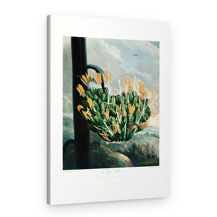 The Aloe from The Temple of Flora (1807) – Canvas Print