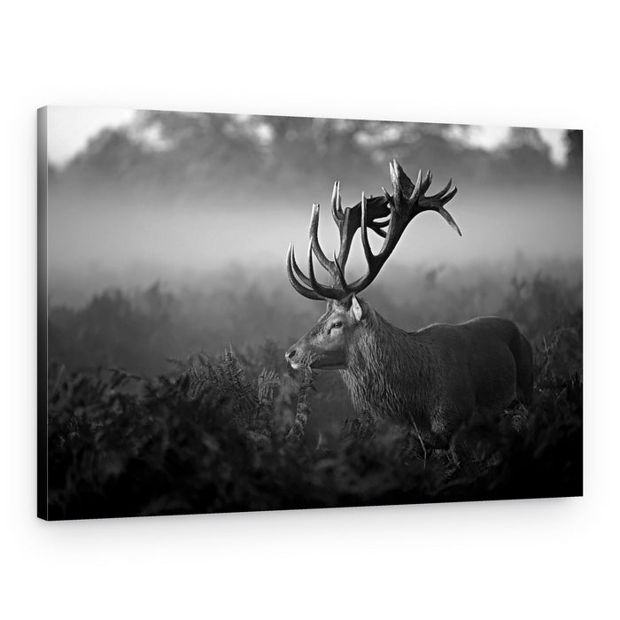 Majestic Stag in Mist – Canvas Print
