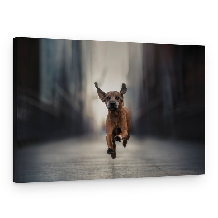 Speedy Urban Hound – Canvas Print