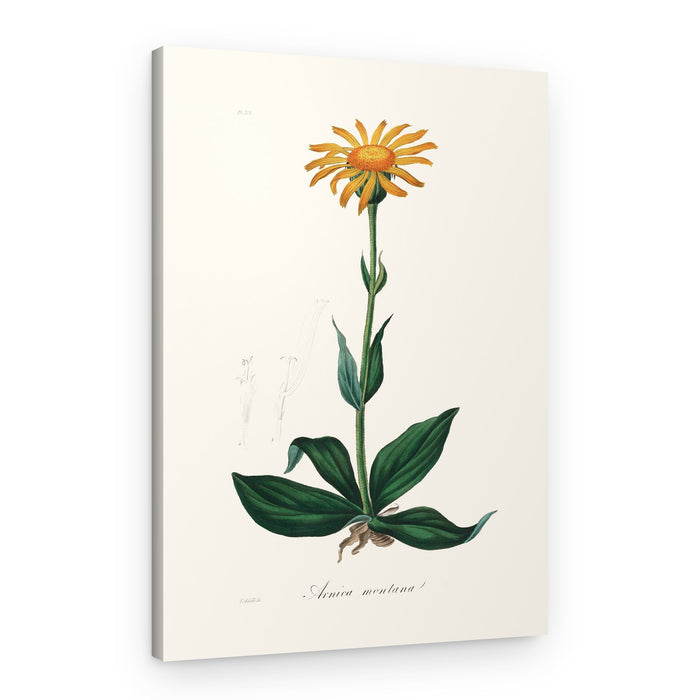 Mountain Arnica (arnica Montana) Medical Botany – Canvas Print
