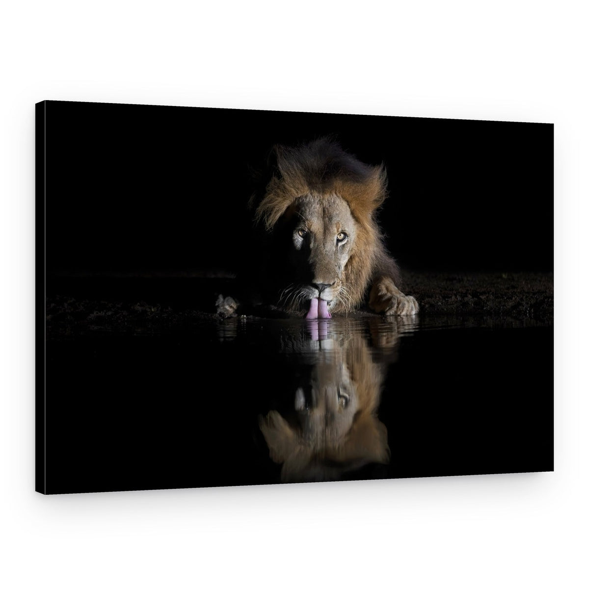 Majestic Lion Reflection – Canvas Print