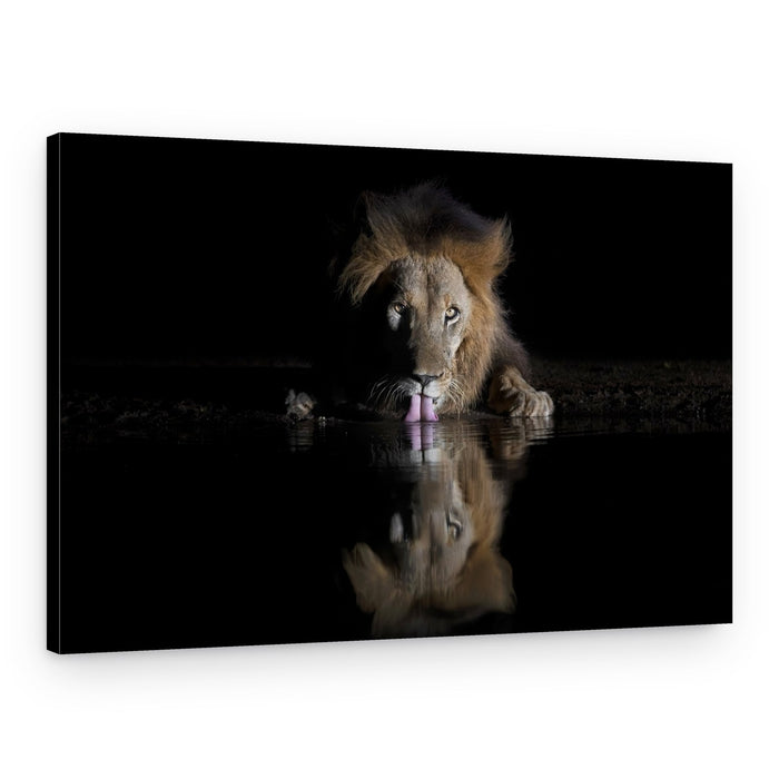 Majestic Lion Reflection – Canvas Print