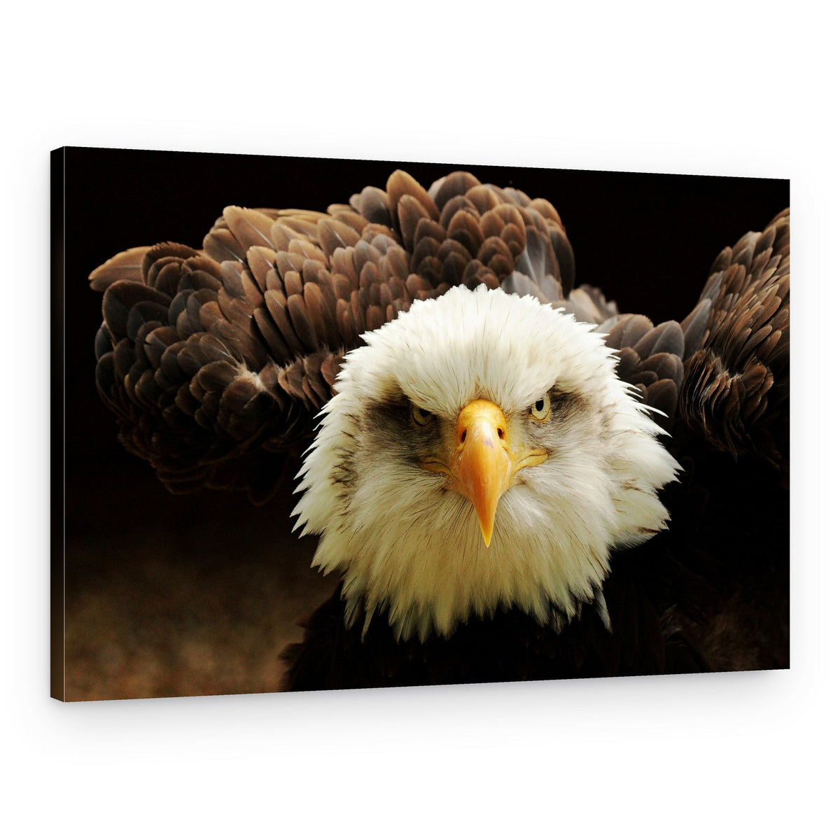 Intense Eagle Portrait – Canvas Print