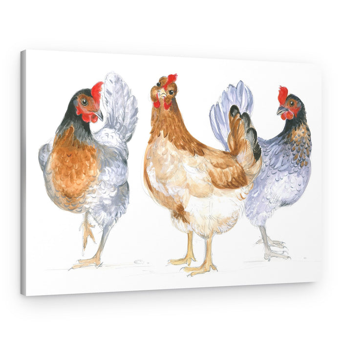 Cackling Hens – Canvas Print