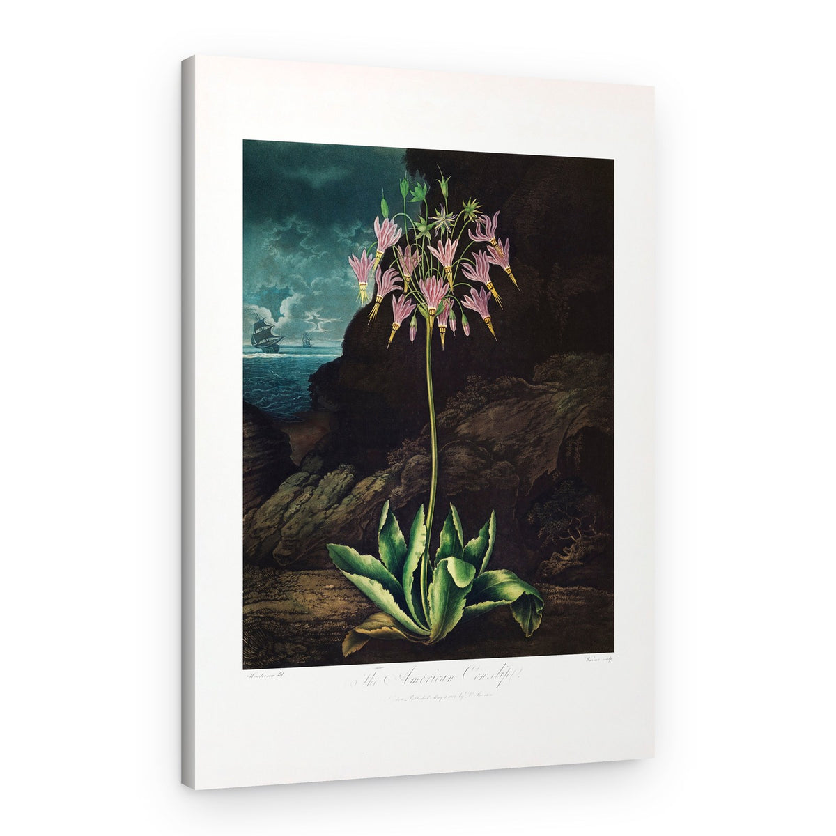 The American Cowslip from The Temple of Flora (1807) – Canvas Print
