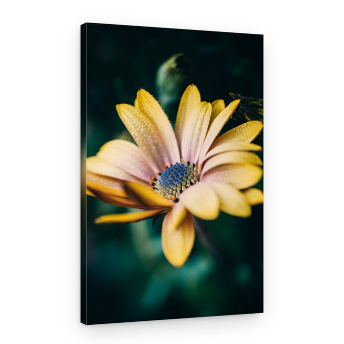 Dew Kissed Yellow Daisy – Canvas Print