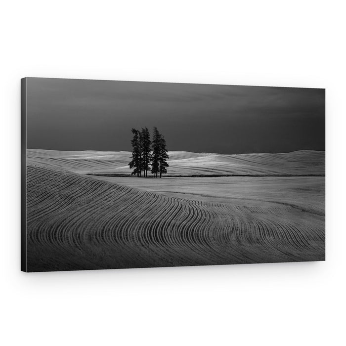 Rolling Fields Lone Trees – Canvas Print