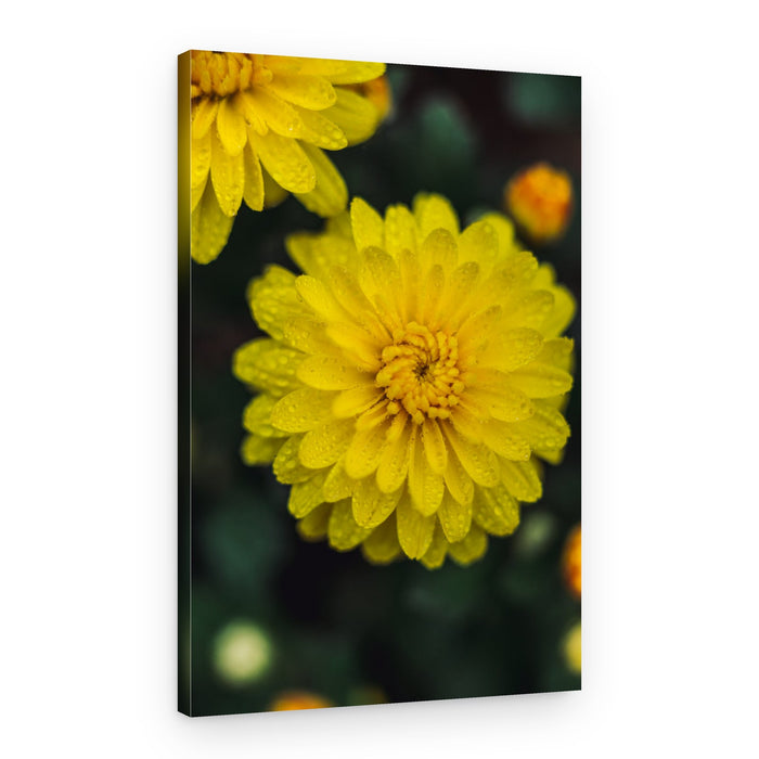 Fresh Golden Petals – Canvas Print
