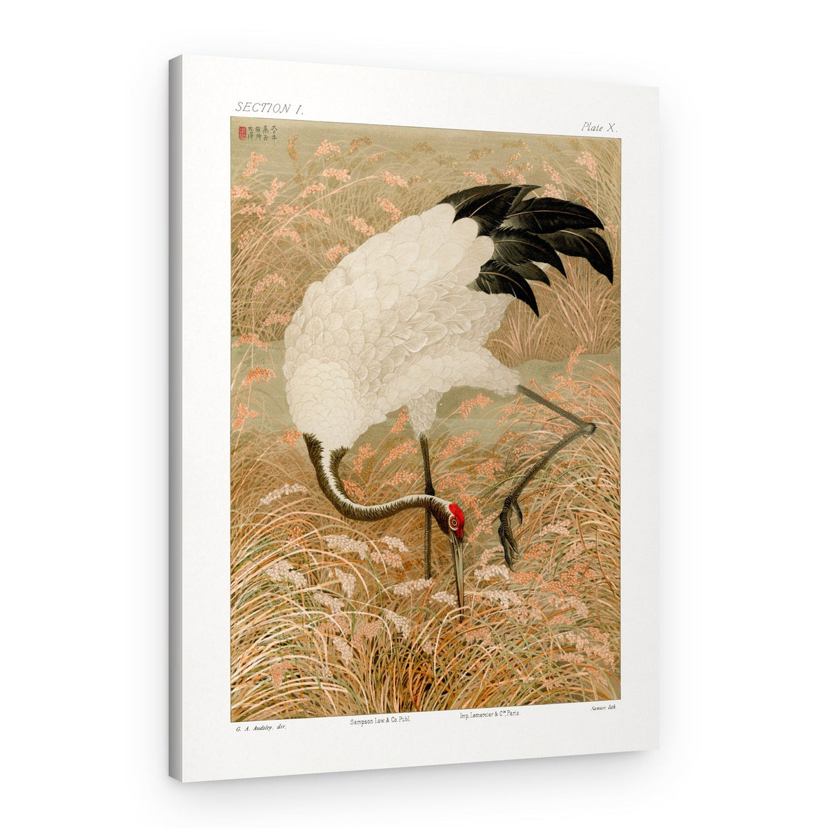 Sarus Crane In Rice Field – Canvas Print