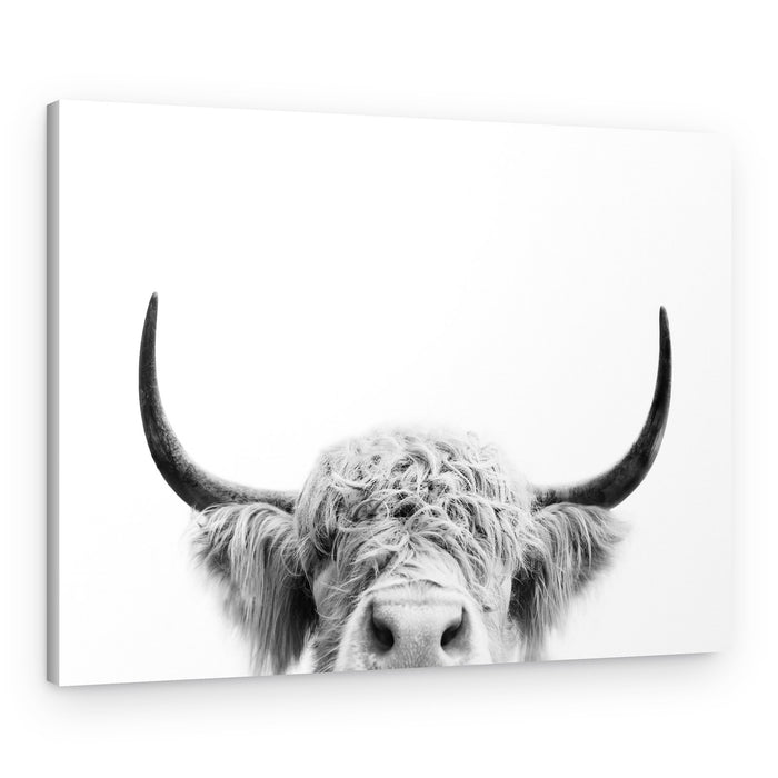 Peeking Cow BW – Canvas Print