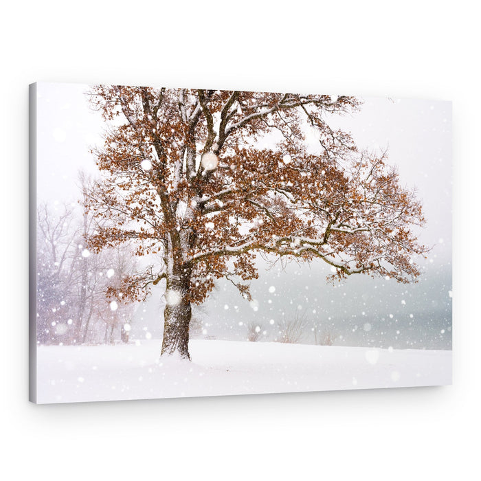 Oak Tree Winter Snowfall – Canvas Print