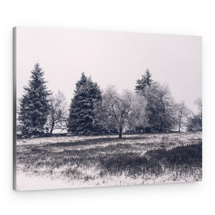 Frosted Winter Trees – Canvas Print