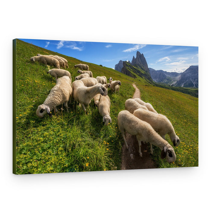 Sheep Grazing Mountains – Canvas Print