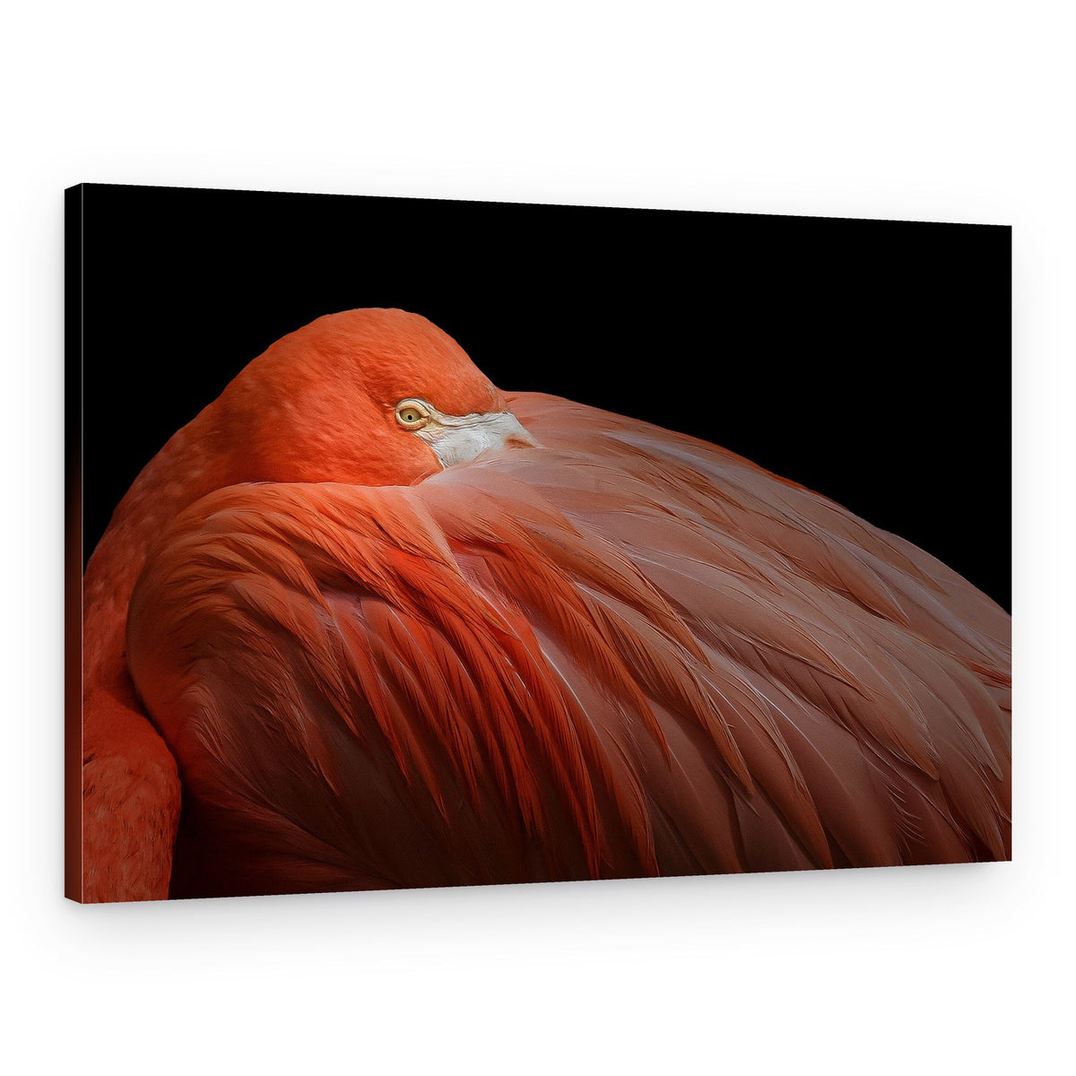 Sleeping Pink Flamingo – Canvas Print