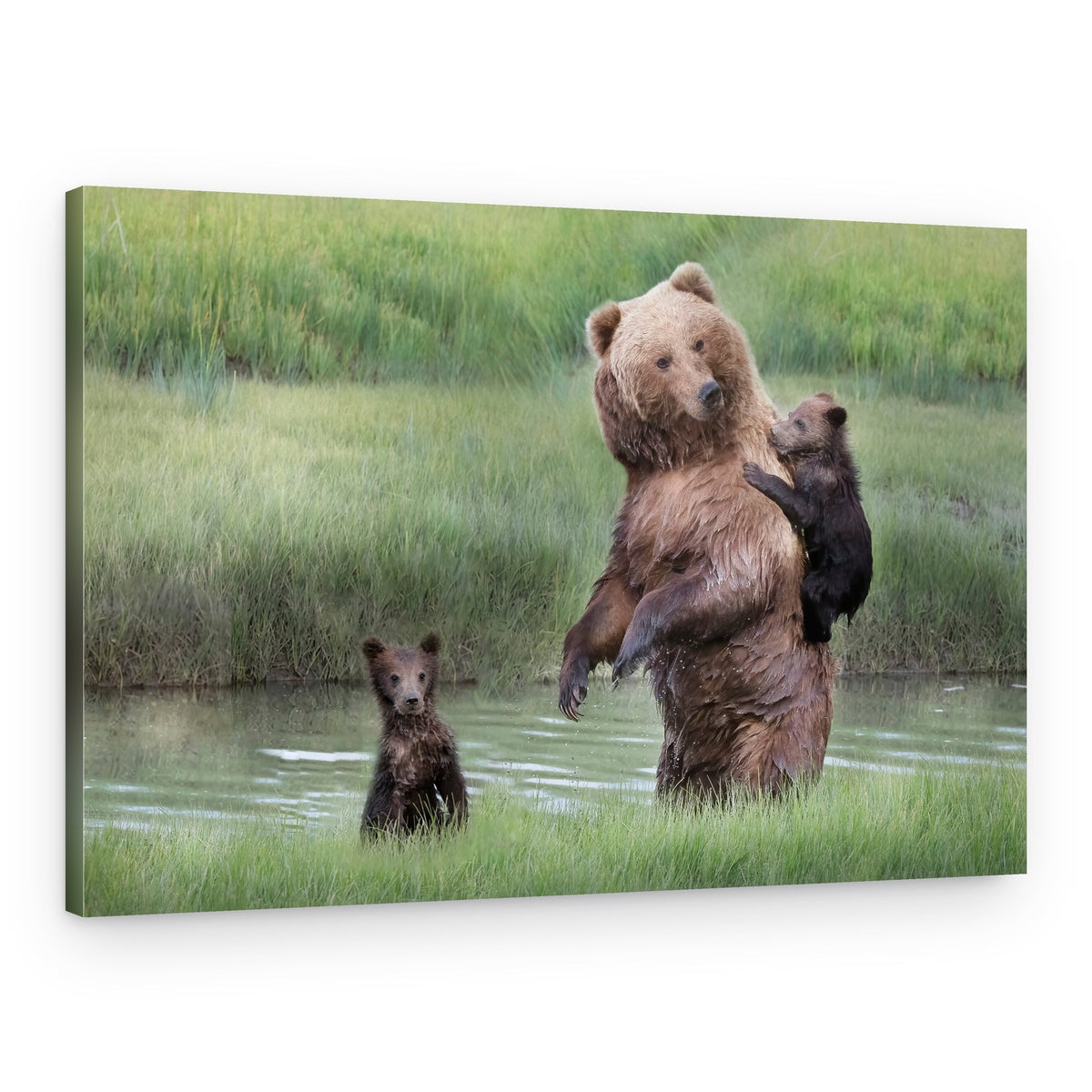 Mama Bear And Cubs – Canvas Print