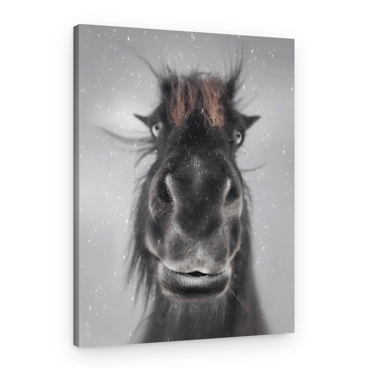 Shaggy Snow Horse – Canvas Print