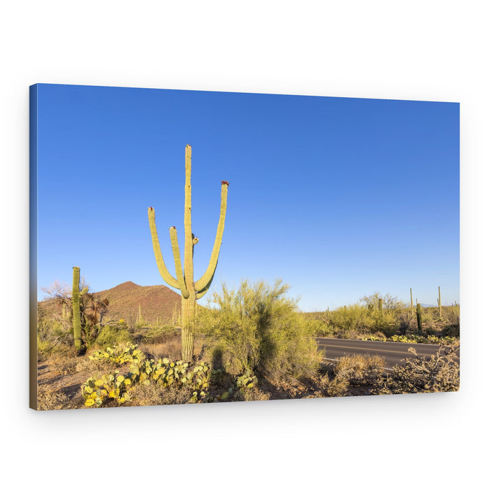 Saguaro Desert Road – Canvas Print