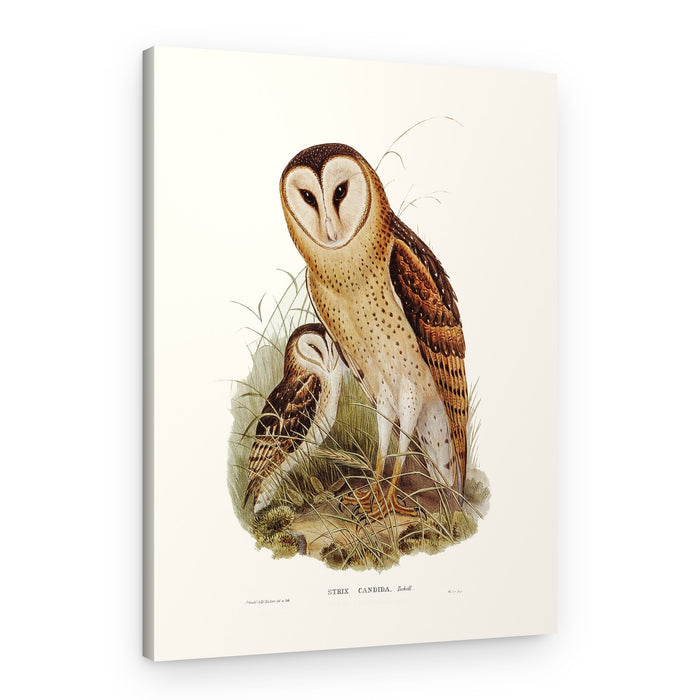 Grass Owl – Canvas Print