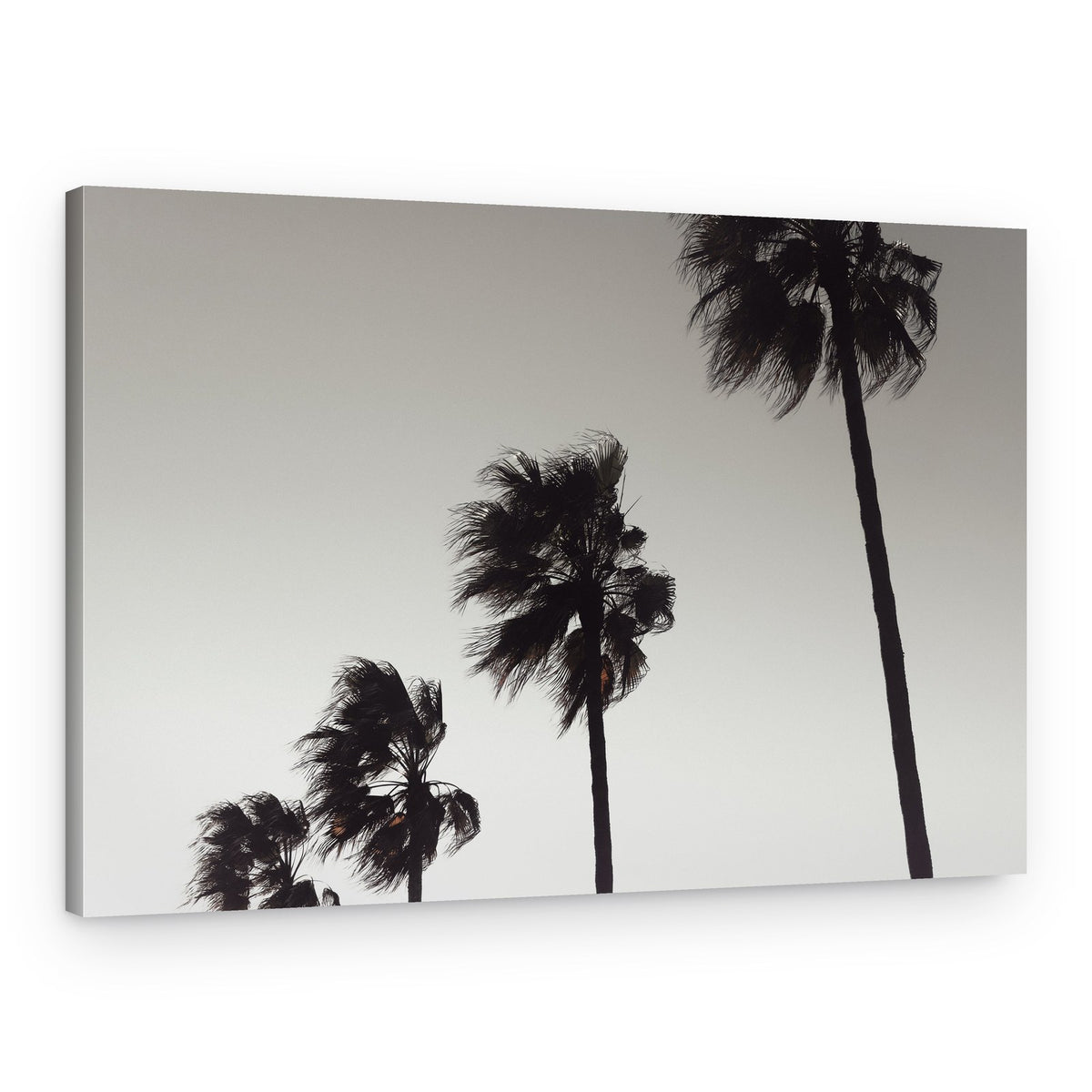 Wind Blown Palms – Canvas Print
