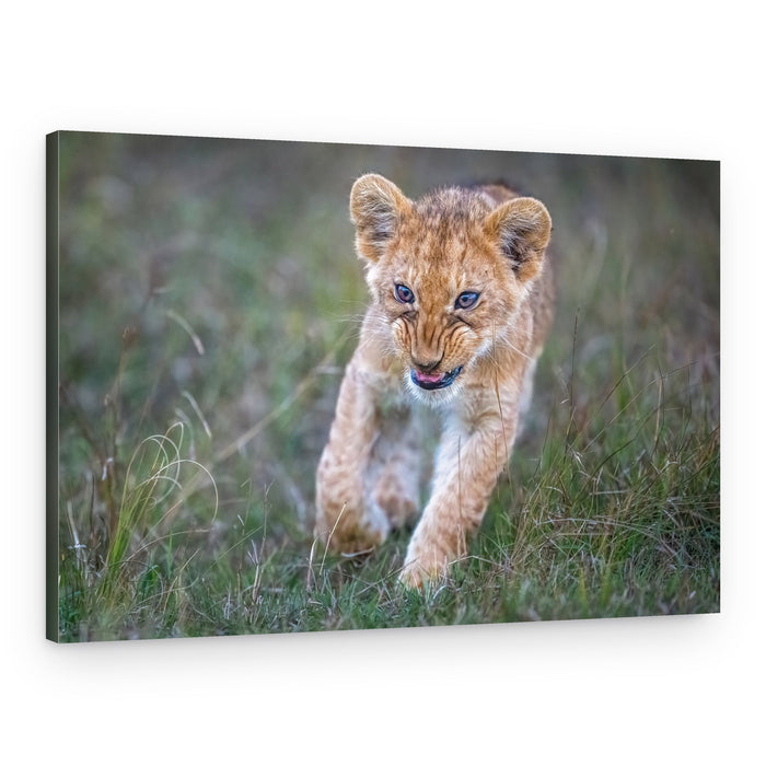 Fierce Cub Charge – Canvas Print