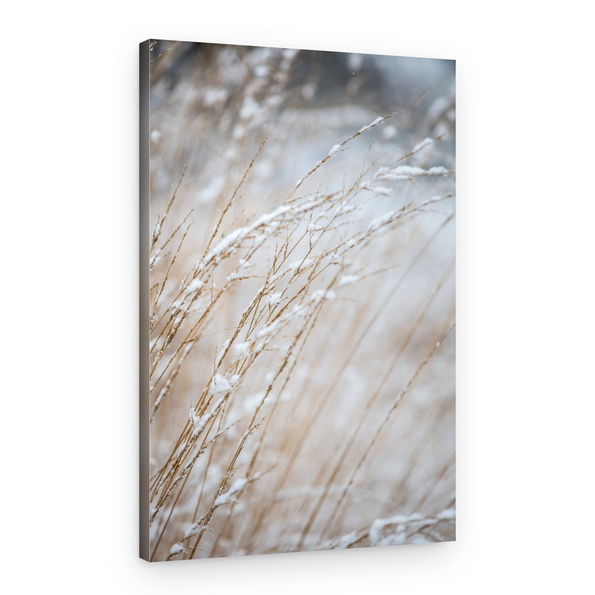Winter Grass – Canvas Print