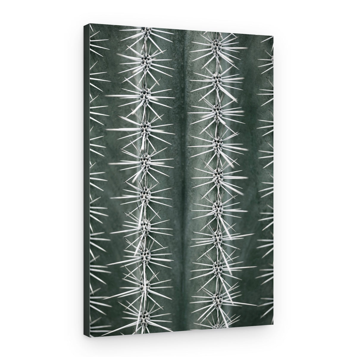 Sharp Cactus Pattern – Canvas Print