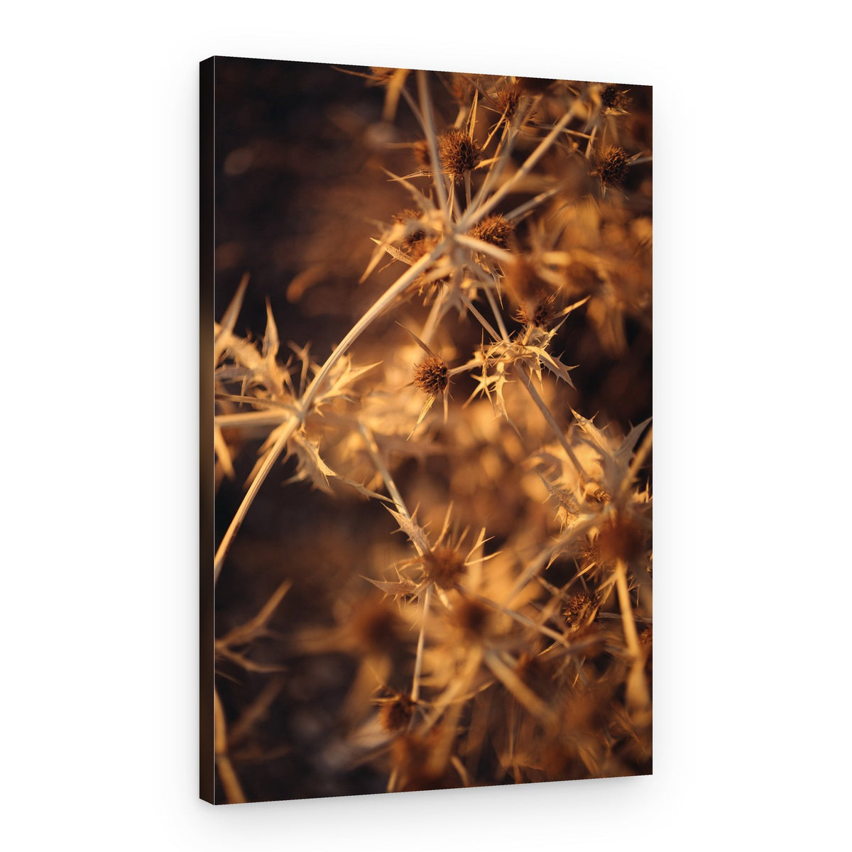 Golden Thorns – Canvas Print