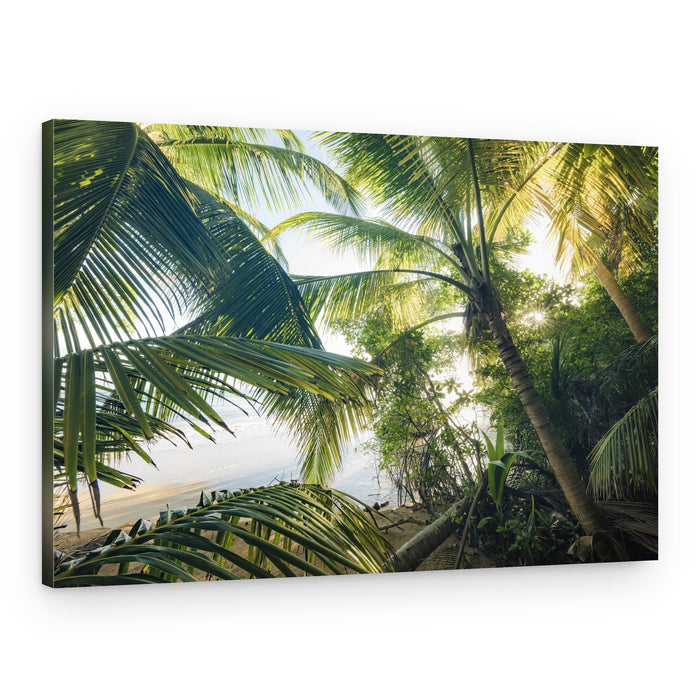 Hide under Palms – Canvas Print
