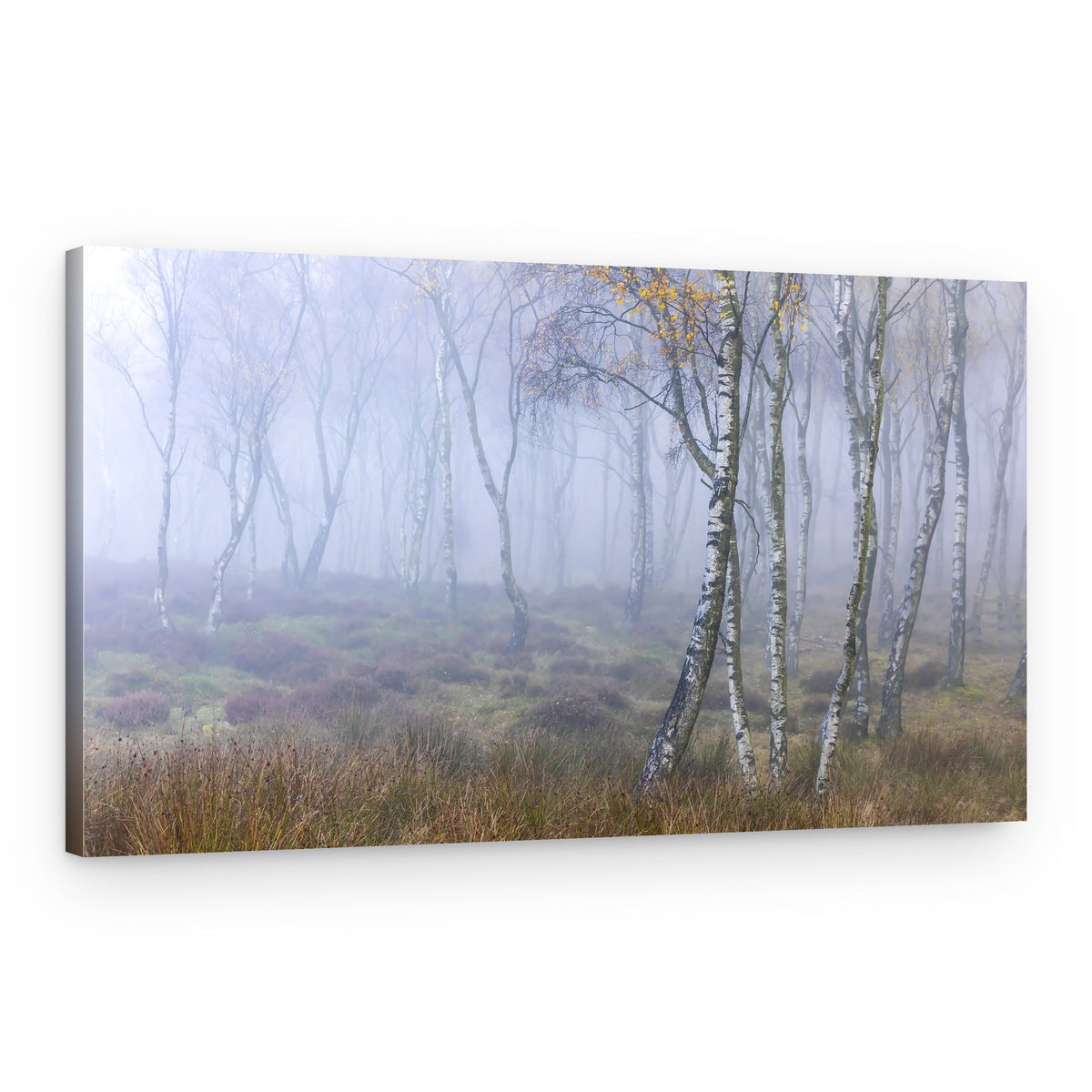 Misty Birch Forest – Canvas Print