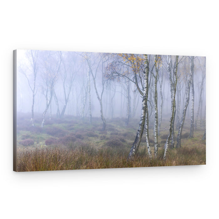 Misty Birch Forest – Canvas Print