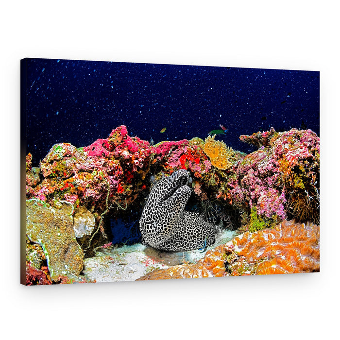 Spotted Moray Coral Reef – Canvas Print