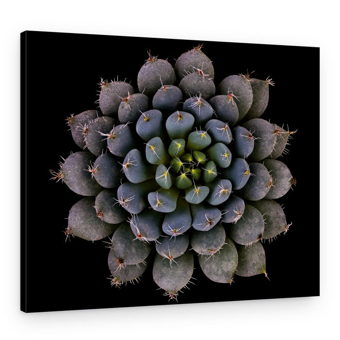 Blue Green Succulent Rosette – Canvas Print