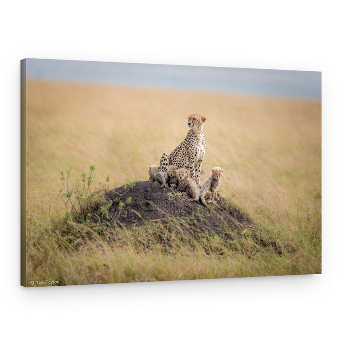Cheetah Family Watch – Canvas Print