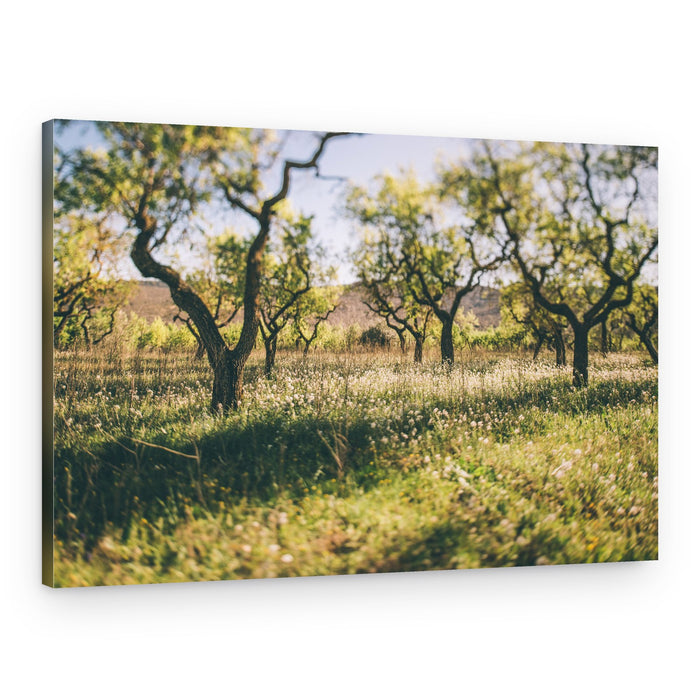 Sunlit Orchard Field – Canvas Print