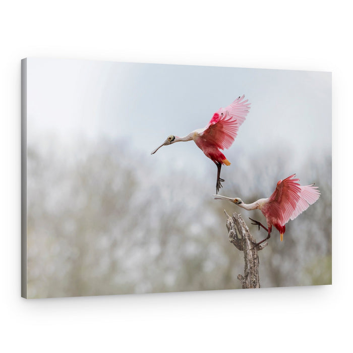 Spoonbills in Flight – Canvas Print
