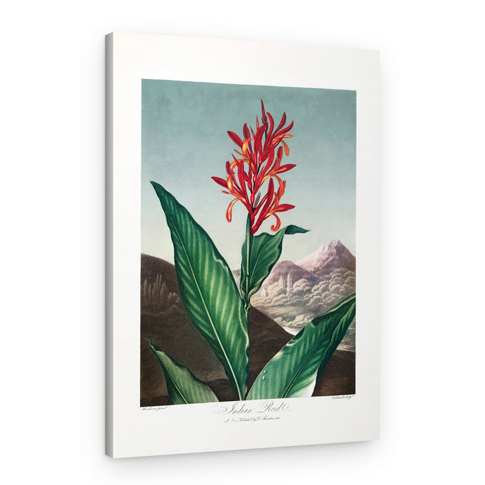Indian Reed from The Temple of Flora (1807) – Canvas Print