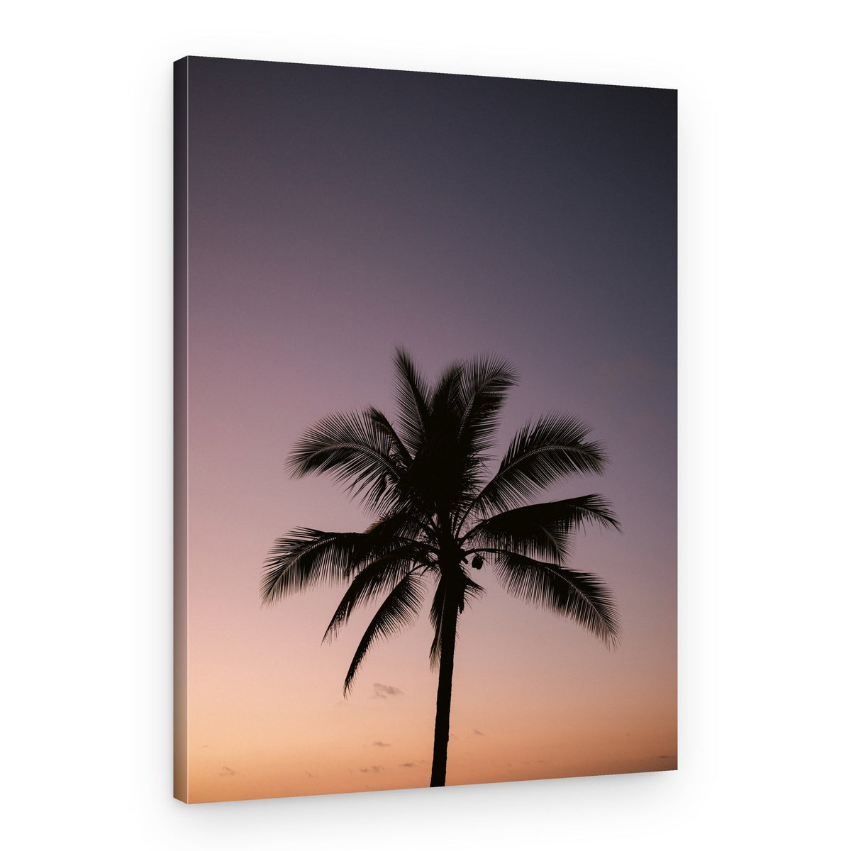 Costa Rica Palm Tree – Canvas Print
