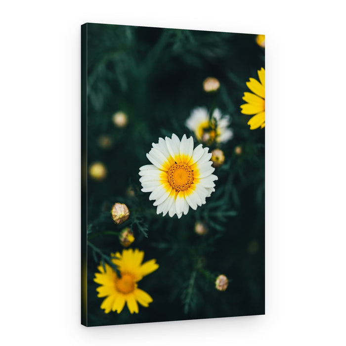 Fresh Daisy Bloom – Canvas Print