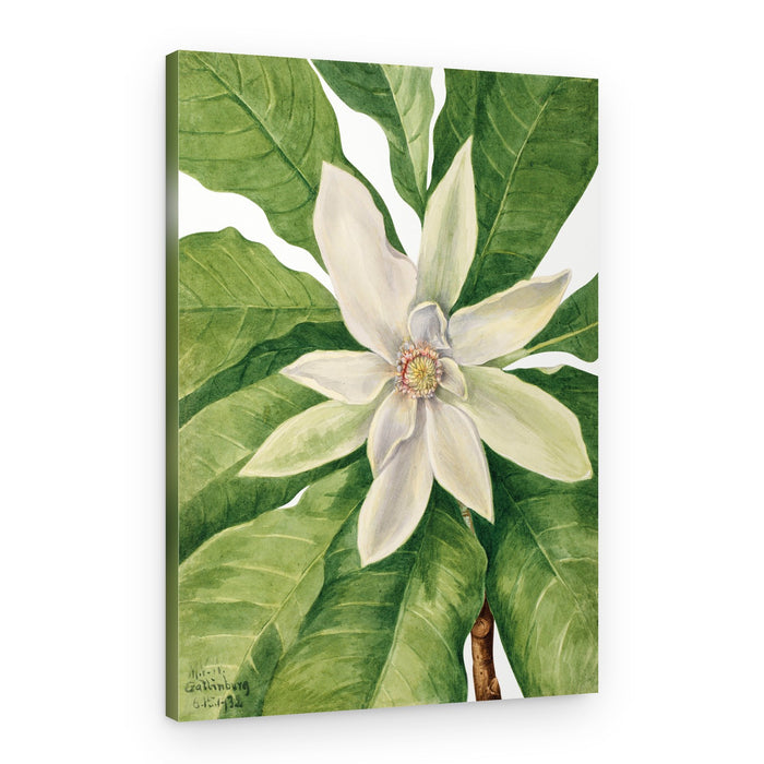 Umbrella Tree (1932) – Canvas Print