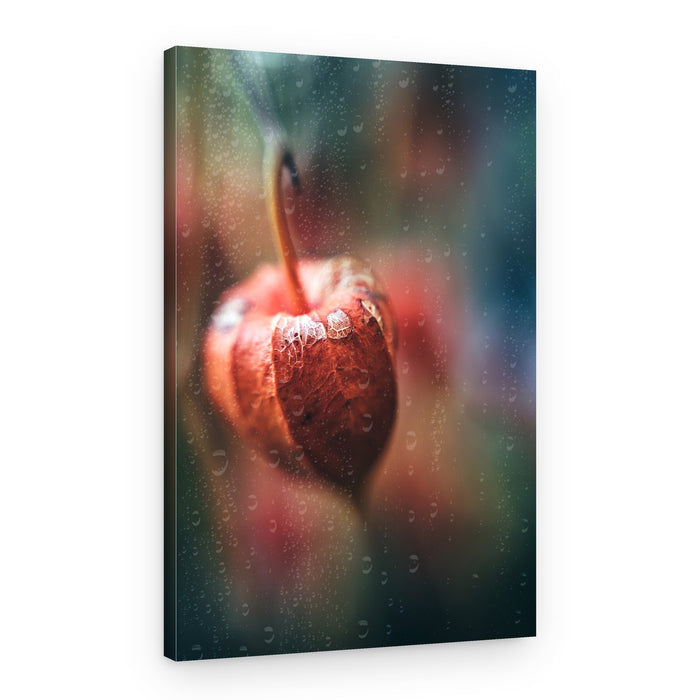Chinese Lantern Raindrops – Canvas Print