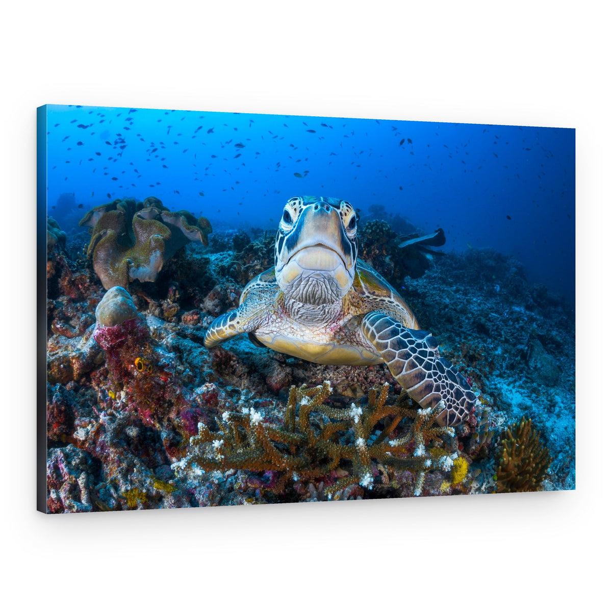 Curious Sea Turtle – Canvas Print