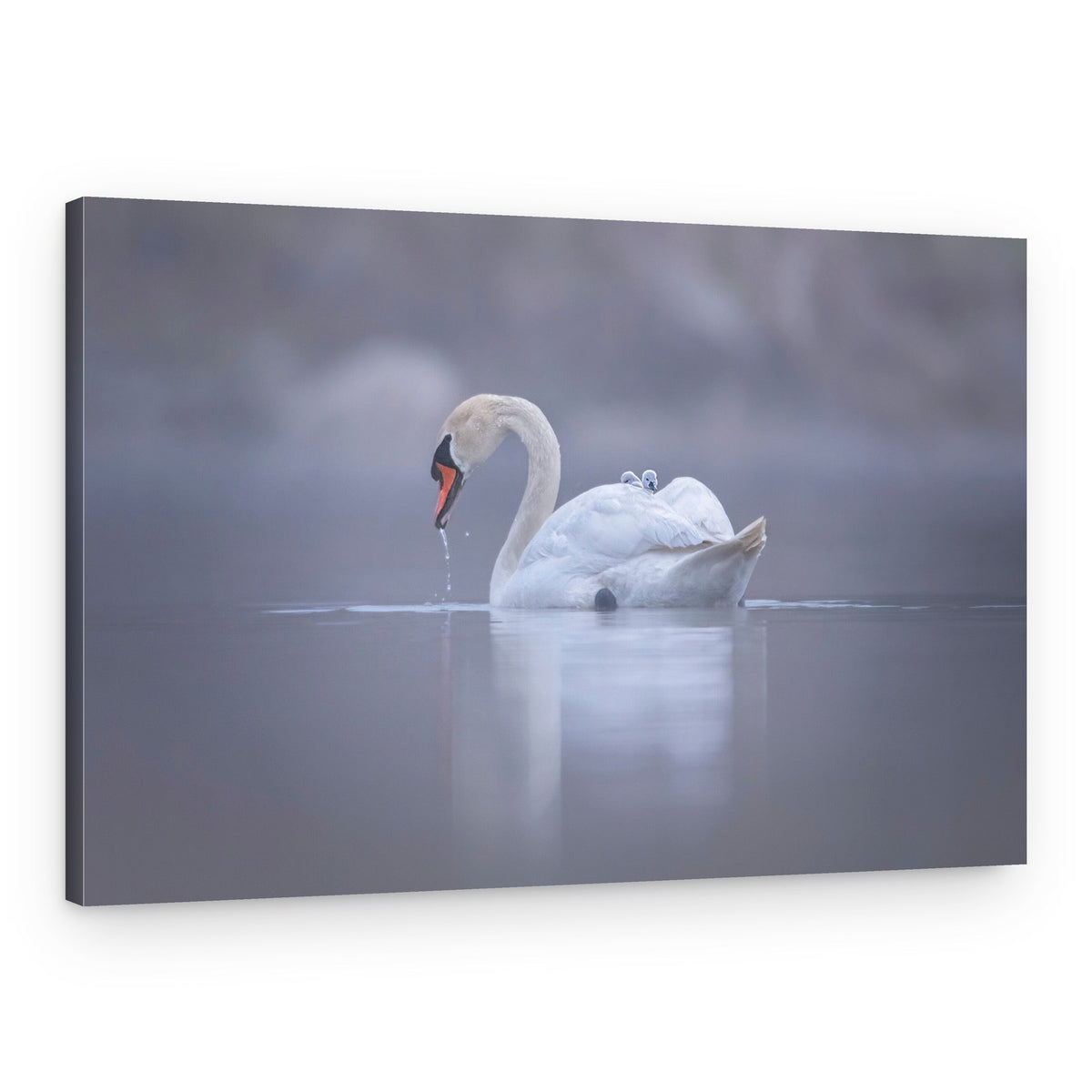 Swan and Cygnet Mist – Canvas Print