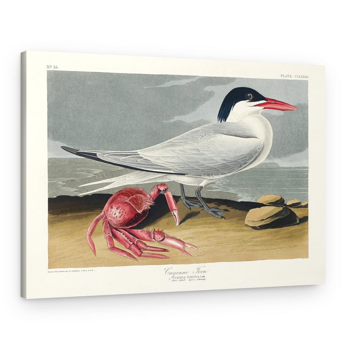 Cayenne Tern From Birds of America (1827) – Canvas Print