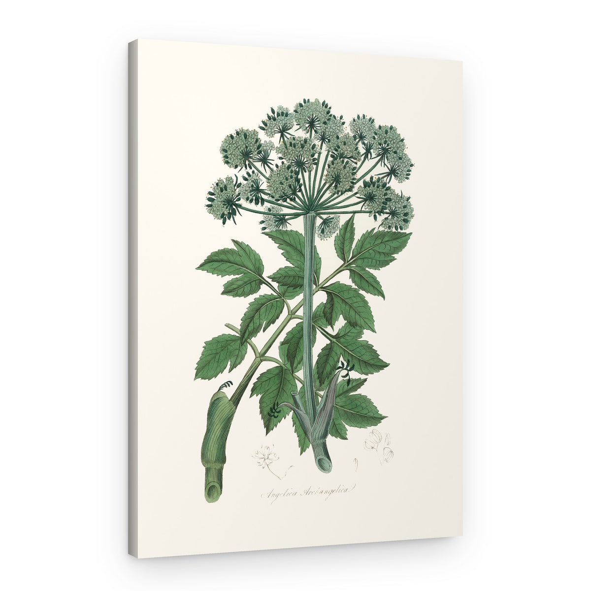 Angel Changelica Medical Botany – Canvas Print